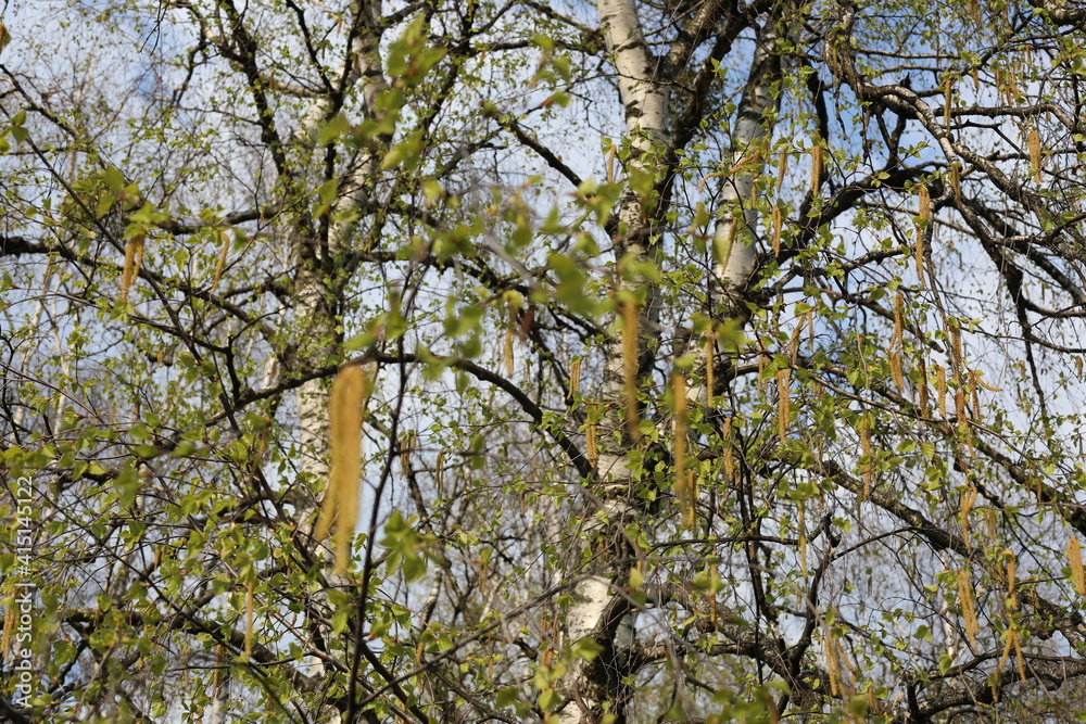 branches of a tree. Beauty of fresh birch tree with buds in spring time on a cloudy day branches of a tree. Beauty of fresh birch tree with buds in spring time on a cloudy day