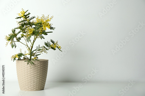 Fototapeta Naklejka Na Ścianę i Meble -  Beautiful mimosa plant in pot on light grey table, space for text