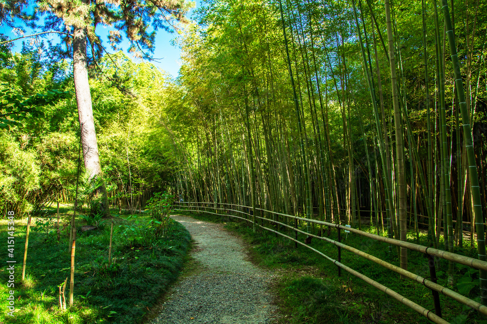 Obraz premium Dense bamboo grove in a botanical park in Sukhum, Abkhazia.