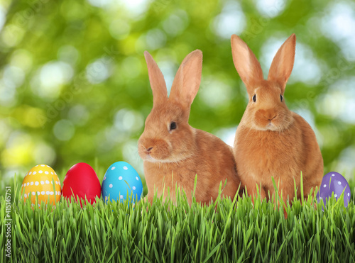 Cute bunnies and colorful Easter eggs on green grass outdoors © New Africa