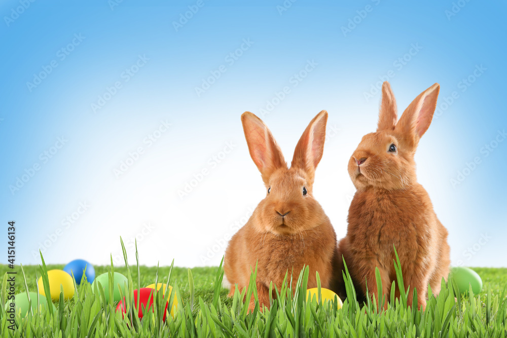 Fototapeta premium Adorable bunnies and dyed Easter eggs on green grass outdoors