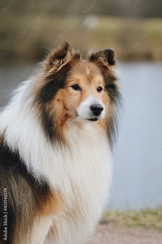 Portrait of a Shelite Shetland Sheepdog dog