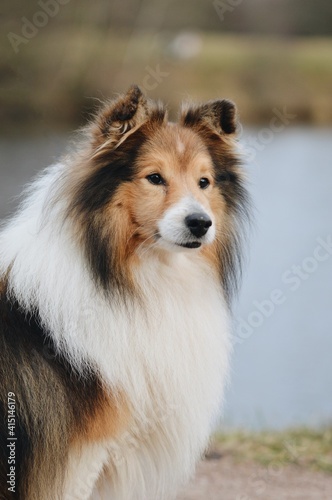 Portrait of a Shelite Shetland Sheepdog dog © Linda