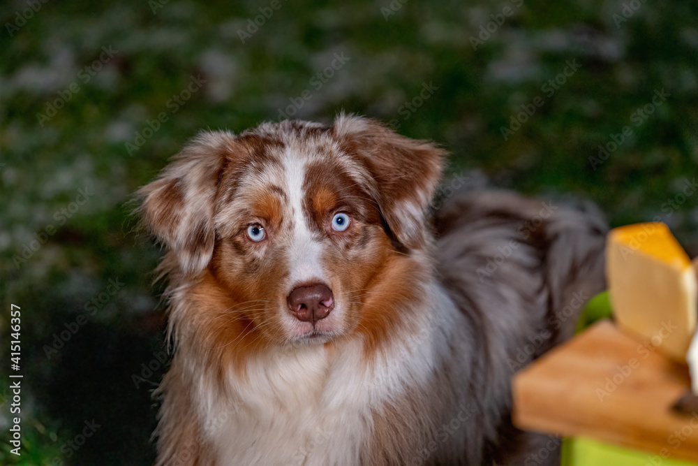 Portrait of an Australian Shepherd head, dog standing next to the camping table with cheese and wine on it. be lit by the golden campfire at dusk