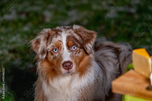 Portrait of an Australian Shepherd head, dog standing next to the camping table with cheese and wine on it. be lit by the golden campfire at dusk