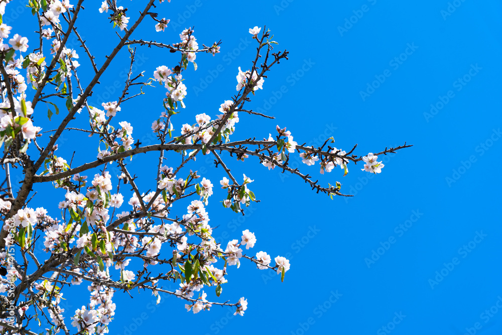 Obraz premium almond tree bloom