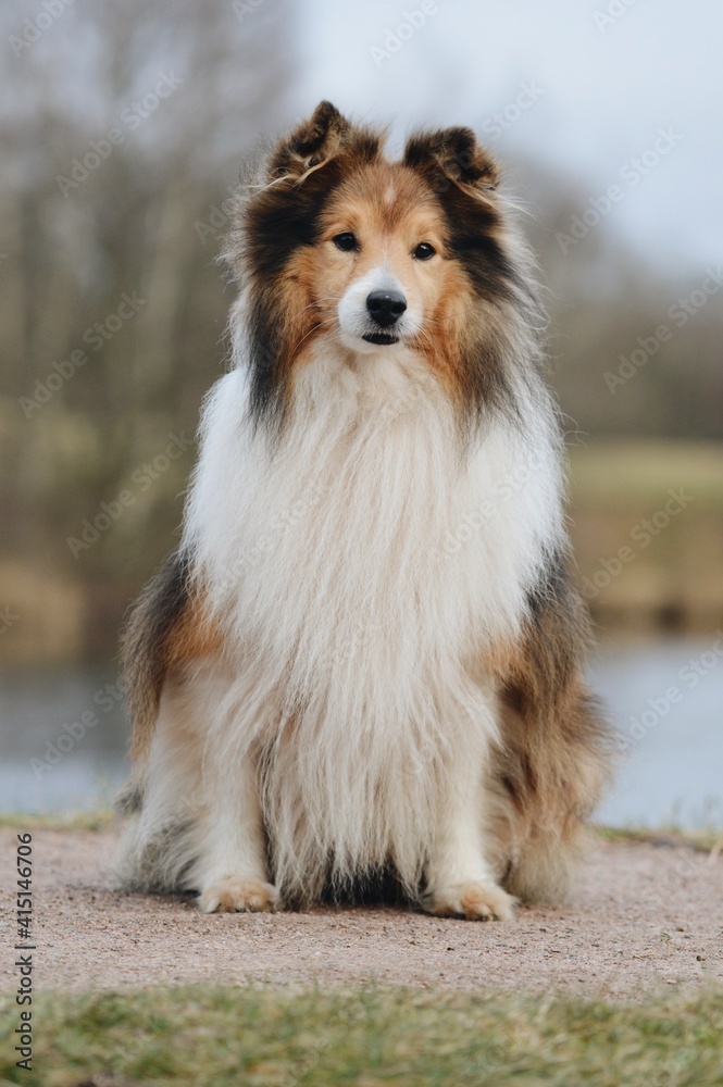 Portrait of a Shelite Shetland Sheepdog dog Portrait of a Shelite Shetland Sheepdog dog