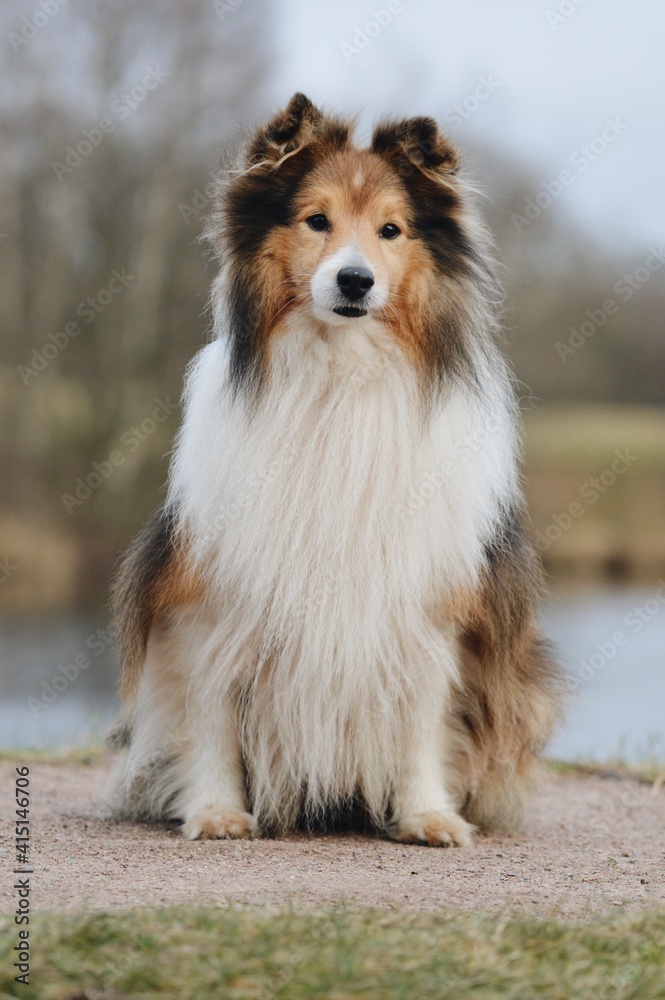 Portrait of a Shelite Shetland Sheepdog dog