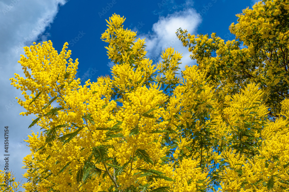 Mimosa trees blooming in springtime in the south of France