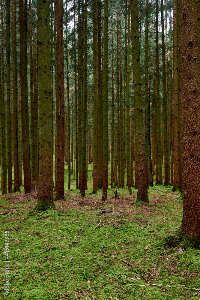 Naklejka premium An autumn forest