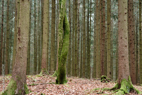An autumn forest
