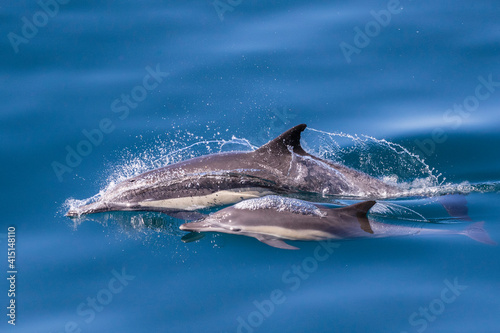 Long-beaked common dolphin (Delphinus capensis), mother and calf, Los Islotes, Baja California Sur photo
