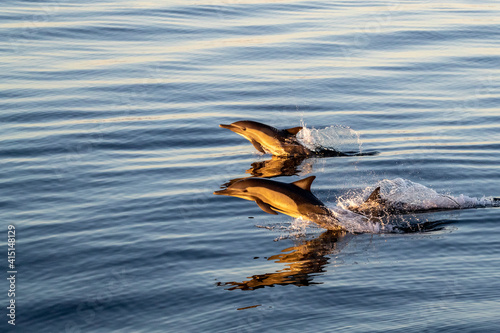 Adult long-beaked common dolphins (Delphinus capensis) at sunrise off Isla Ildefonso, Baja California photo
