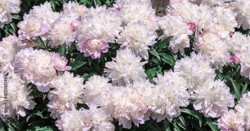 Pale pink peonies on a green background.