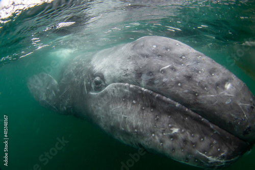 California gray whale calf (Eschrichtius robustus), underwater, San Ignacio Lagoon, Baja California Sur