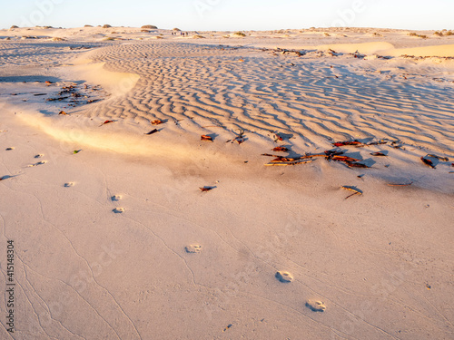 Coyote tracks in the barkhan sand dunes on the barrier island of Isla Magdalena, Baja California Sur