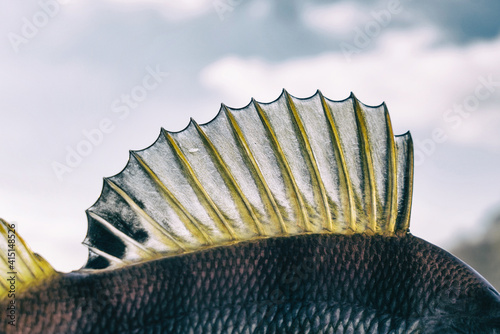 Dorsal fin of a perch, toned photo