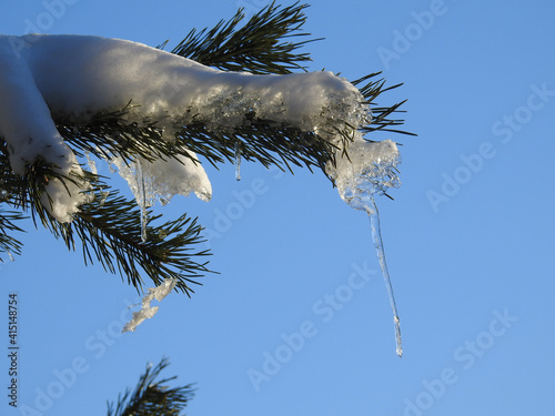 Selective focus of a frozen branch under blue sky in Oisterwijk, Netherlands photo