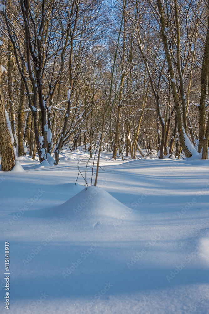 Sunny day in the frosty forest in the winter season. Landscape with forest and perfect sunlight with snow and clean sky. Beatuful contrast of snow shapes and shadows Sunny day in the frosty forest in the winter season. Landscape with forest and perfect sunlight with snow and clean sky. Beatuful contrast of snow shapes and shadows