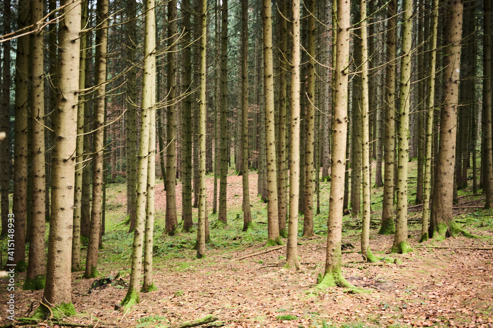 An autumn forest An autumn forest