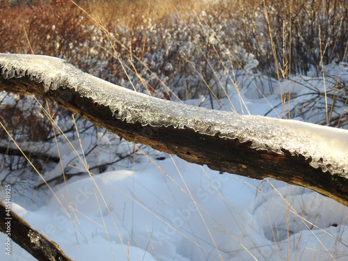 Selective focus of a frozen branch in Oisterwijk, Netherlands photo