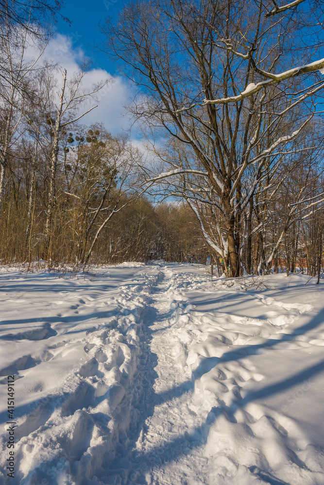 Sunny day in the frosty forest in the winter season. Landscape with forest and perfect sunlight with snow and clean sky. Beatuful contrast of snow shapes and shadows Sunny day in the frosty forest in the winter season. Landscape with forest and perfect sunlight with snow and clean sky. Beatuful contrast of snow shapes and shadows