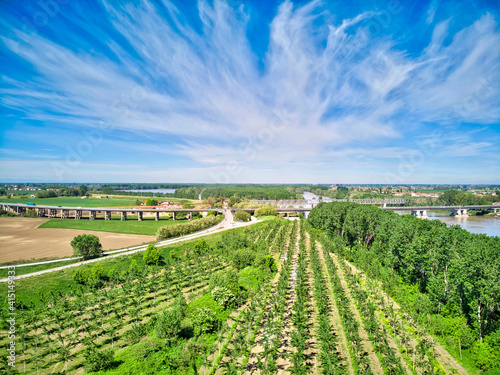 Italy, Mantua, poplar tree plantation, poplar trees are used to produce pulp for paper making, bridge over Po river in the back