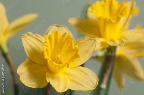 Narcissus flower macro shot