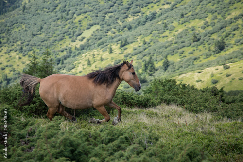 Trotting horse in the mountains
