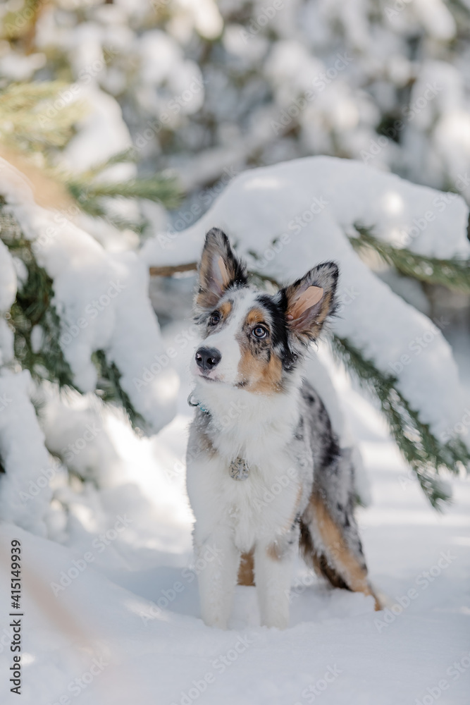 Border collie puppy in winter forest. Snowing landscape