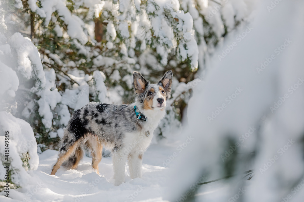 Border collie puppy in winter forest. Snowing landscape Border collie puppy in winter forest. Snowing landscape