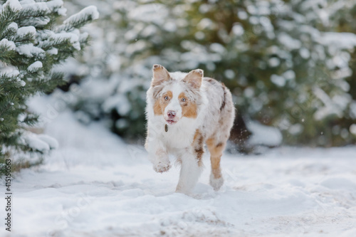 Australian Shepherd dog in winter © OlgaOvcharenko