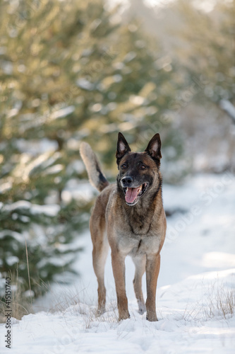 Belgian shepherd malinois dog in the snow. Dog in winter forest © OlgaOvcharenko