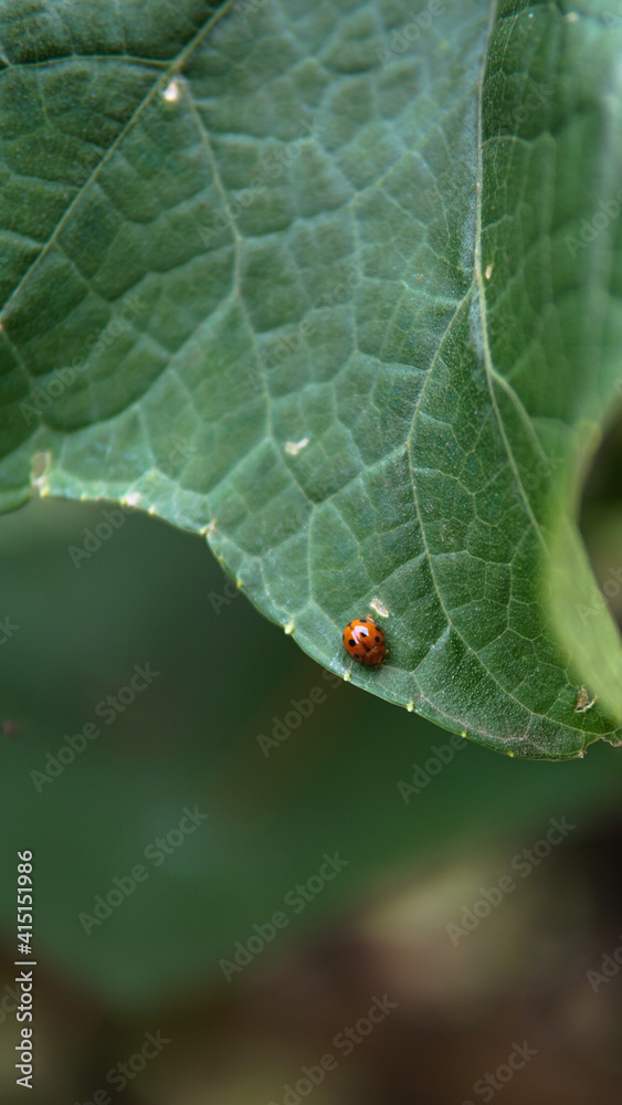 Ladybug on green leaves in the garden. Orange ladybug creeping on plants, East Java Ladybug on green leaves in the garden. Orange ladybug creeping on plants, East Java