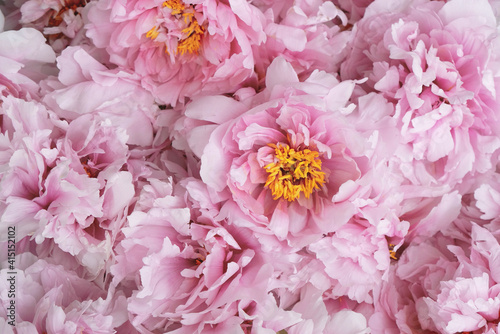 Beautiful fresh pink peony flowers in full bloom, close up, top view. Floral spring summer texture for background. Mother's day, Birthday, Valentine's day card. Blooming peonies. © Iryna