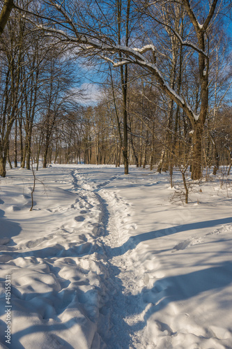 Sunny day in the frosty forest in the winter season. Landscape with forest and perfect sunlight with snow and clean sky. Beatuful contrast of snow shapes and shadows