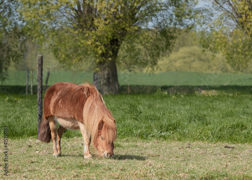 Small pony in the garden