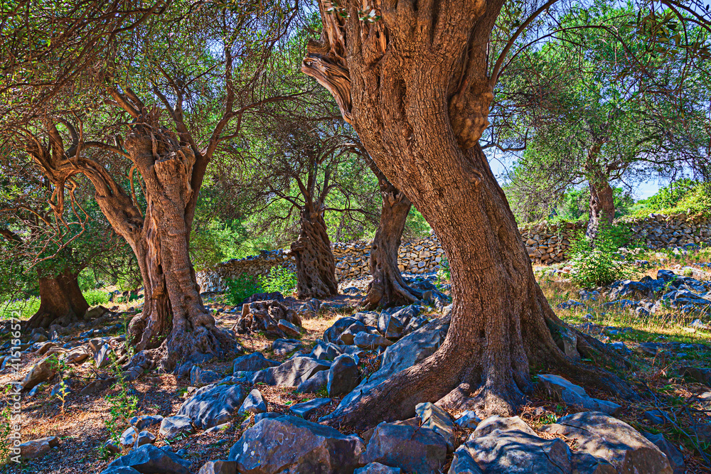 Fototapeta premium The Olive Gardens of Lun