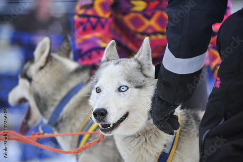 taxenbach, austria, 07 feb 2009, dog sled race photo