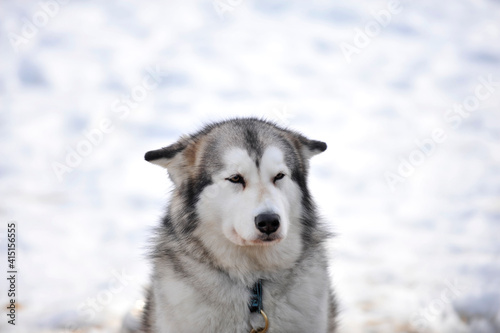 taxenbach, austria, 07 feb 2009, husky at a dog sled race photo