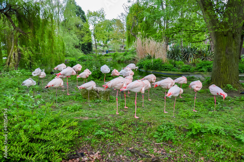 Flock of pink flamingos in London Zoo, UK photo