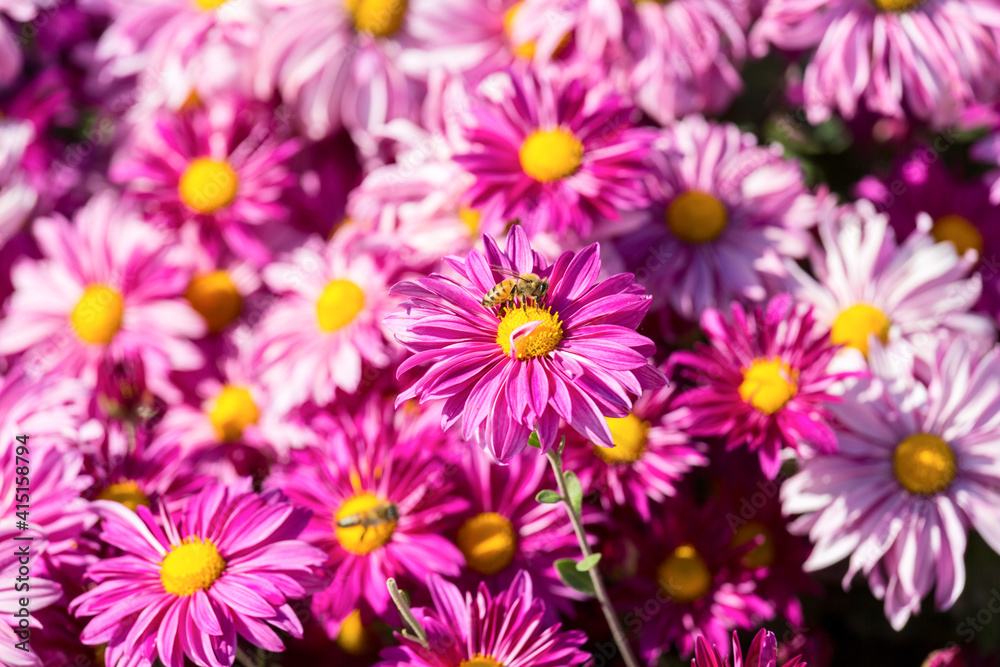 Big bright pink flower with honeybee Big bright pink flower with honeybee
