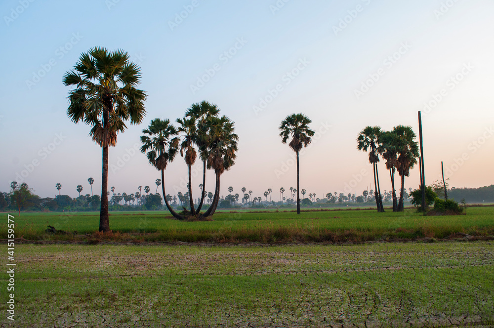 Rice fields and palm trees Rice fields and palm trees