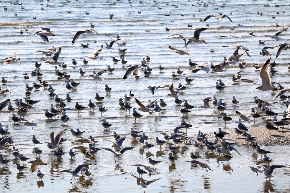 Fototapeta premium Flock of seagulls on the beach. Selective focus.