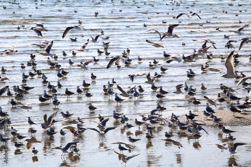 Flock of seagulls on the beach. Selective focus.