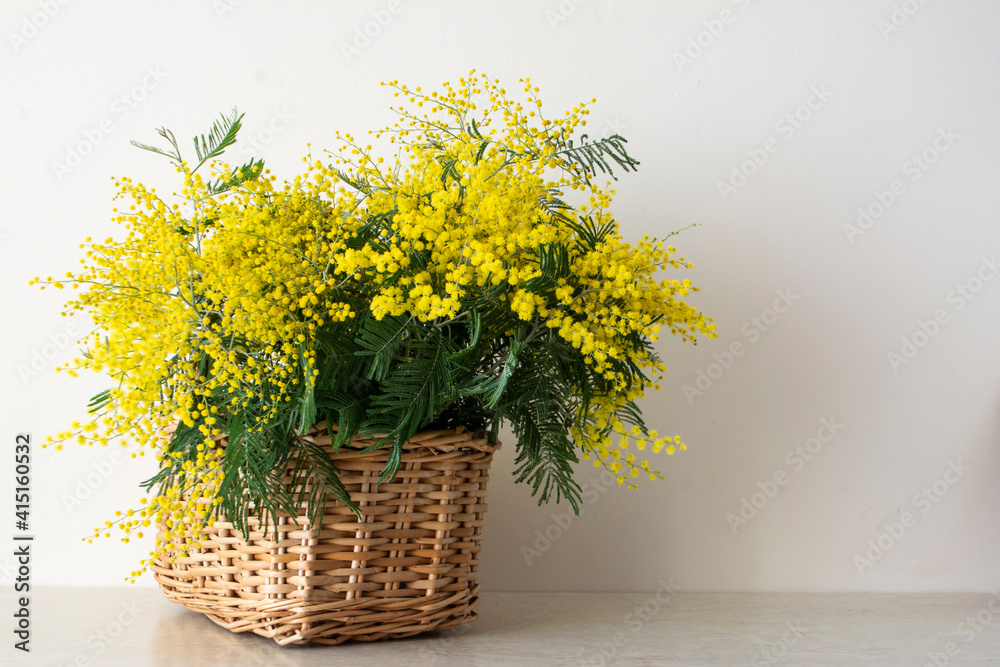 Bouquet of mimosa in the basket. Yellow spring flowers. 8 March , Easter, Mother's day