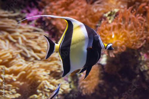 Moorish Idol fish swimming in the reef