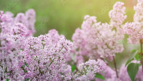 Blooming tender lilac, violet pink flower closeup at spring sunlight, natural background, pastel romantic color