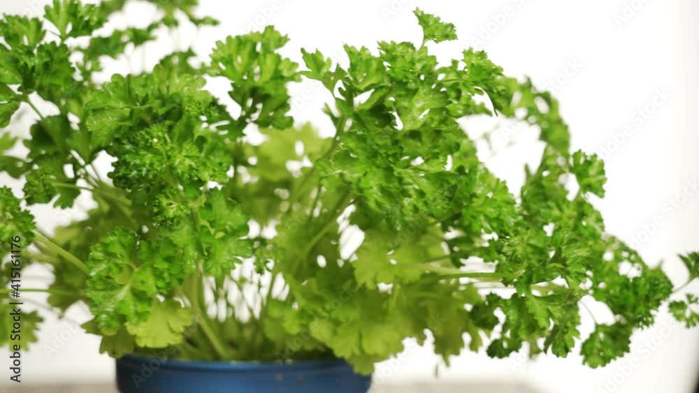 A flowerpot with herbs. Showing herbs - parsley to the camera. A flowerpot with herbs. Showing herbs - parsley to the camera.