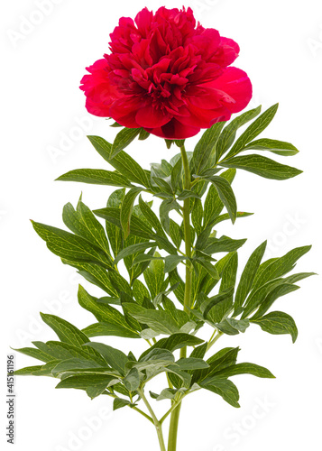 Fototapeta Naklejka Na Ścianę i Meble -  Red flower of peony, isolated on white background